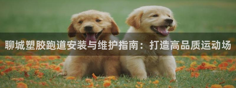 尊龙登录：聊城塑胶跑道安装与维护指南：打造高品质运动场